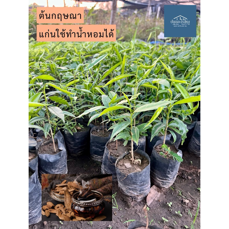 ต้นกฤษณา ต้นไม้หอม Agarwood แก่นใช้ทำน้ำหอม เครื่องหอม สูง  15 cm ขึ้นไป