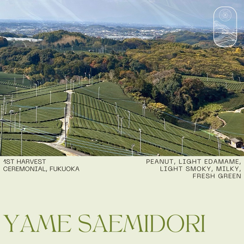 (พร้อมส่ง)PAGUcha YAME SAEMIDORI🍵Ceremonial grade  🍃