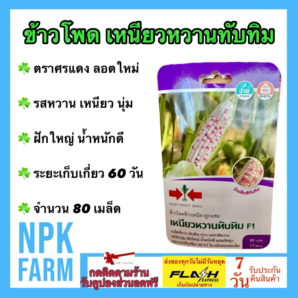 ศรแดง ข้าวโพด เหนียวหวานทับทิม หมดอายุ  08/01/2570จำนวน 80 เมล็ด/ซอง มี 3 สี ขาว ทับทิม ม่วง