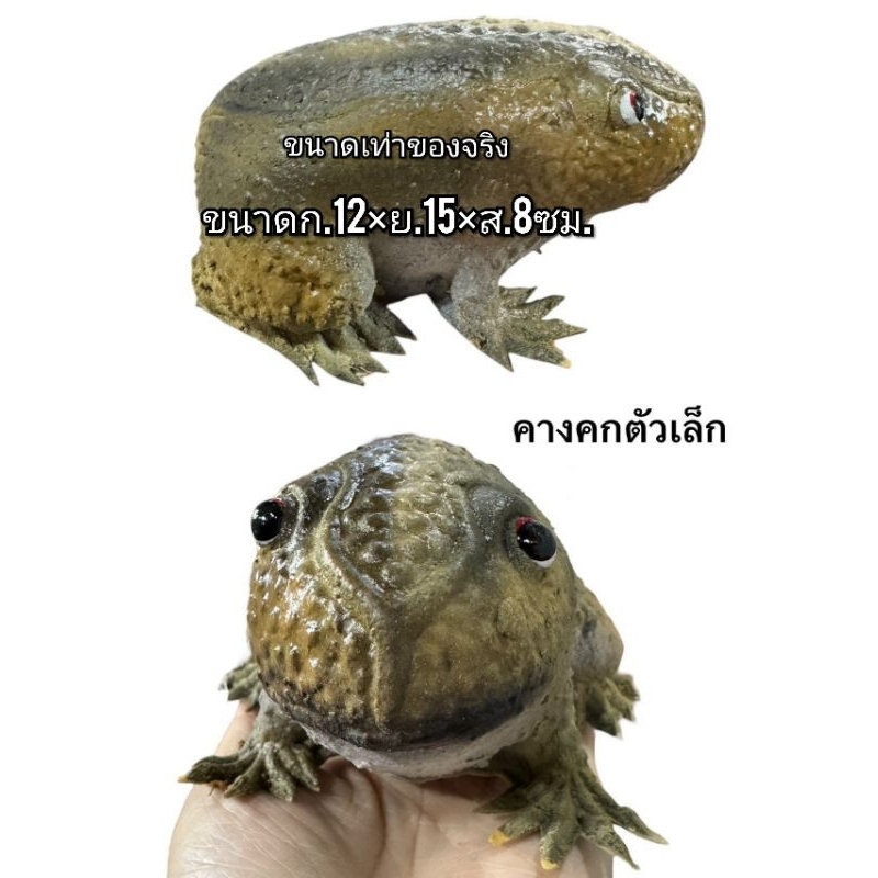 🐔คางคก ตัวเล็ก(ขนาดเท่าของจริง)มี2sizeให้เลือกค่ะ