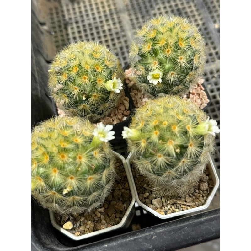 คามิเน่เหลือง ดอกสีขาวสวยมาก mammillaria carmenae