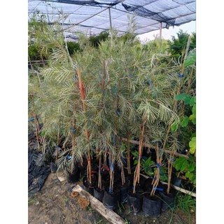 สนเกรวิลเลียสีเหลืองเลื้อยสูง1เมตร🌲
