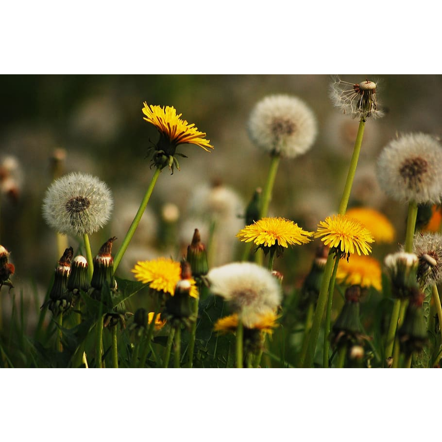 ต้นกล้าดอกแดนดิไลออน ต้นแข็งแรงรากแน่นๆ ทนแล้งออกดอกสวย - รูปที่ 4