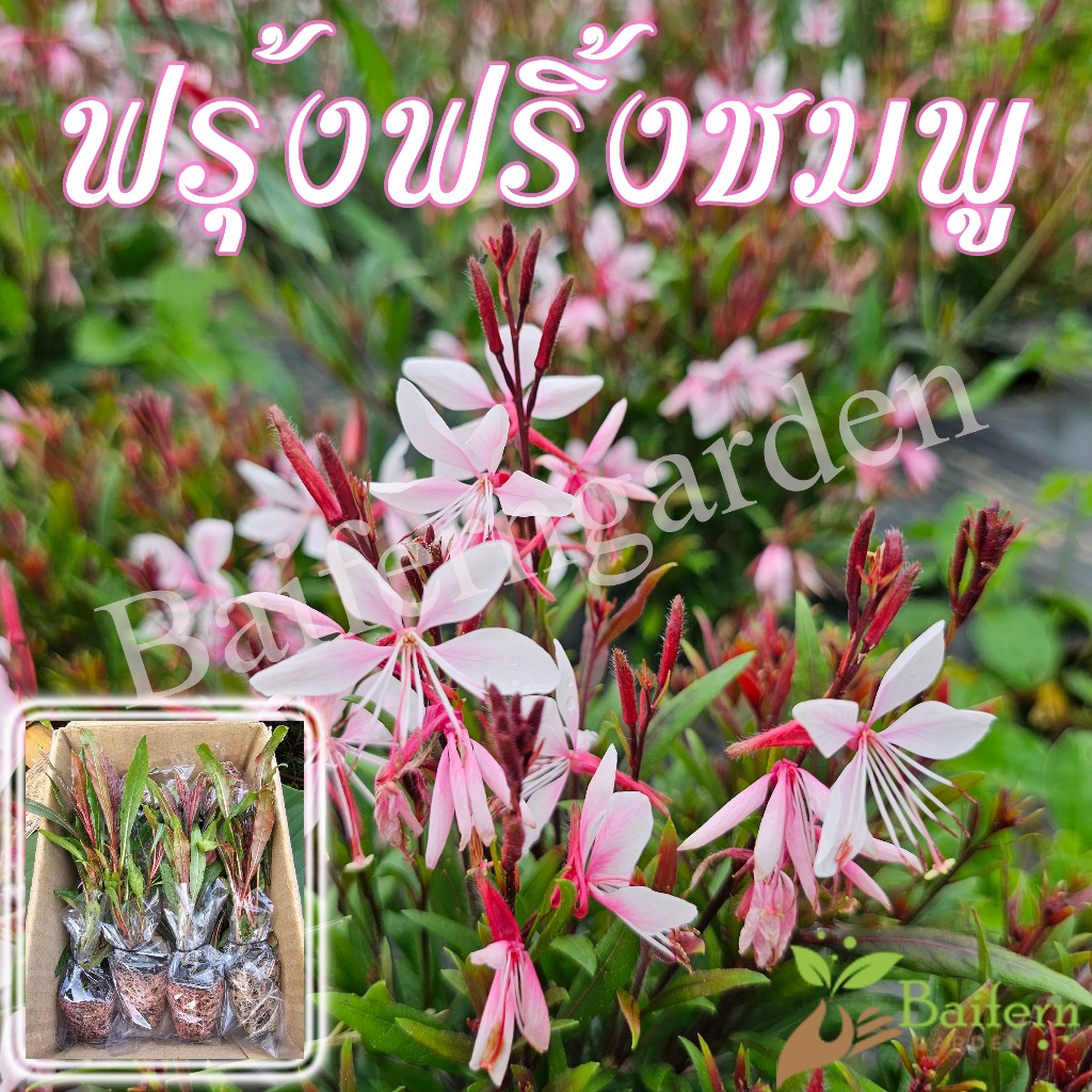 ต้นกล้าดอกฟรุ้งฟริ้งชมพู (Gaura lindheimeri Pink)  ดอกไม้กินได้ สวยงามเลี้ยงง่าย