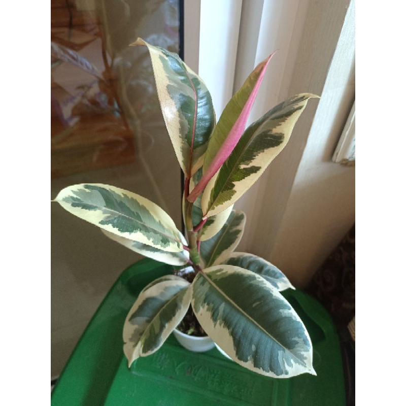 ต้นยางอินเดียด่างสามกษัตริย์#ด่างชมพู#ยางดำ#ไม้ฟอกอากาศ#สูงประมาณ30-40 ซม.