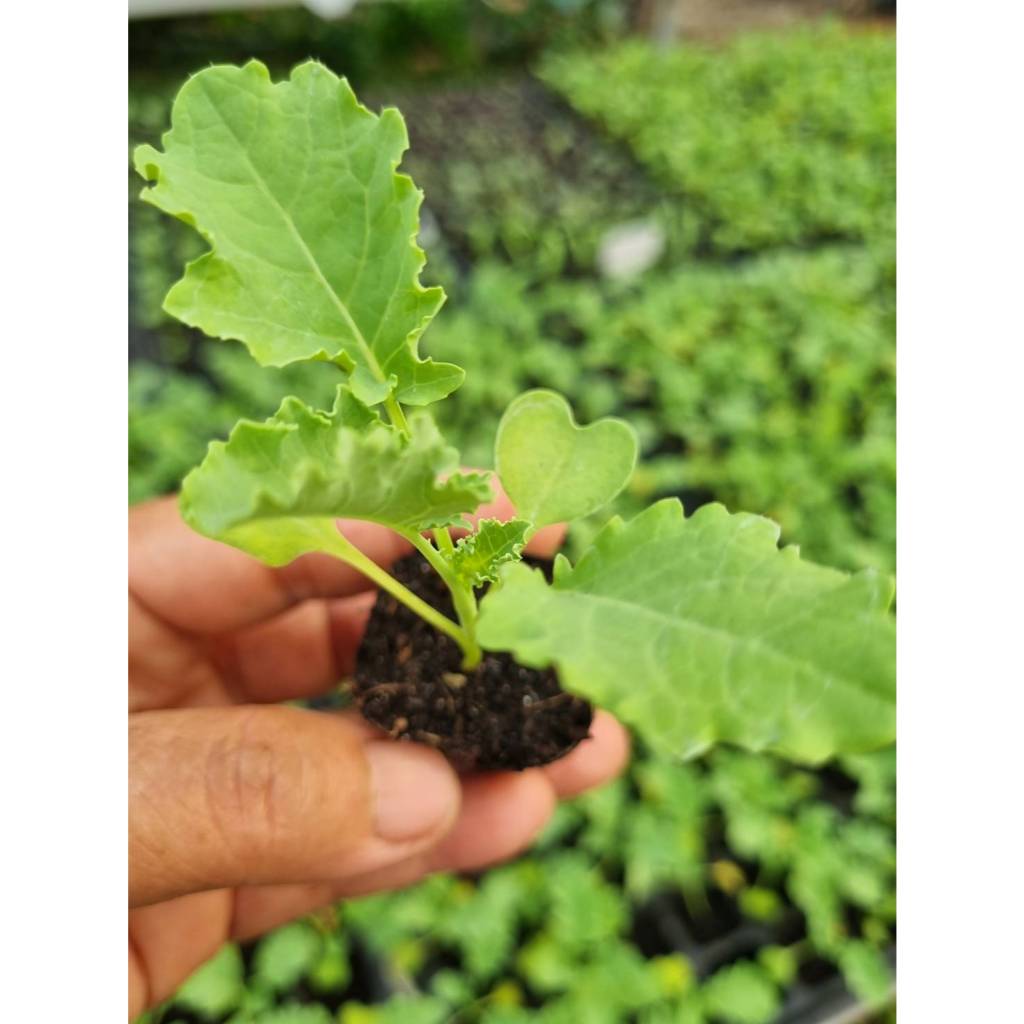 ต้นกล้าเคล (kale)   คะน้าใบหยิก  กล้าละ 12  บาท   ราชินีของผักทั้งมวล คุณค่าอาหารสูง พร้อมปลูก - รูปที่ 3