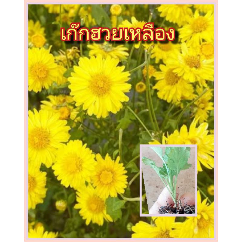 ต้นกล้าดอกเก๊กฮวยสีเหลืองรากแน่นๆพร้อมปลูก