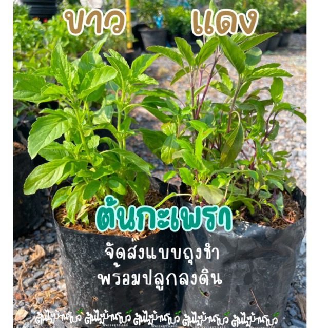 ต้นกะเพราแดง/กะเพราขาว ออร์แกนิค จัดส่งแบบถุงชำนะคะ. พร้อมลงดินปลูกจ้า