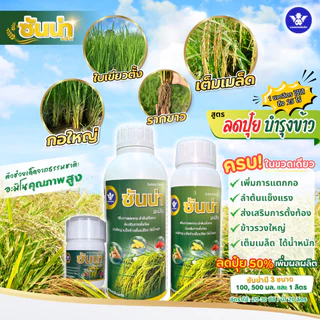 ซันน่า อะมิโน หัวเชื้อเข้มข้น-สูตรลดปุ๋ย | เพิ่มการแตกกอ บำรุงข้าวตั้งท้อง รวงใหญ่ ได้น้ำหนัก