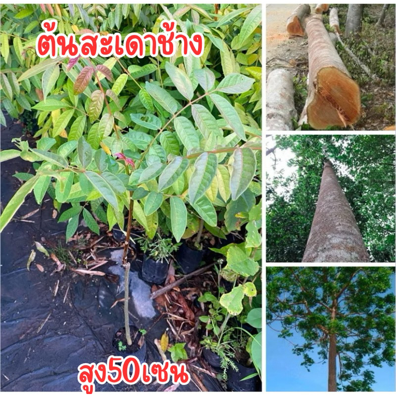 ต้นสะเดาช้าง  สะเดาเทียม ❌กดสั่งไม่เกิน6ต้น❌ ไม้แปรรูปคุณภาพดี ไม้เศรษฐกิจที่ราคาดีและตลาดมีความต้องการมาก
