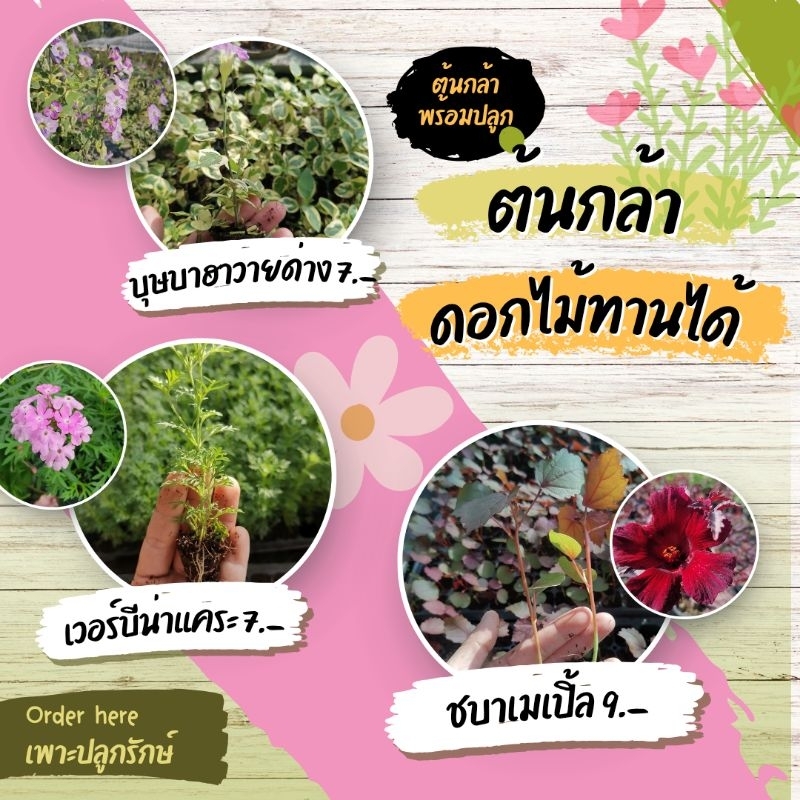 ต้นกล้าดอกไม้ทานได้ ต้นกล้าสมุนไพร​ฝรั่ง​ (สั่งขั้นต่ำ 10 ต้น คละชนิดได้)​  #ผีเสื้อแสนสวย #เดซี่ #เก๊ก​ฮวย ​#จันทร์​ฉาย