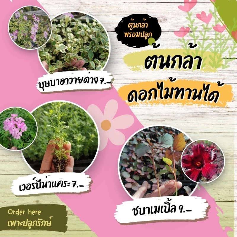ต้นกล้าดอกไม้ทานได้ ต้นกล้าสมุนไพร​ฝรั่ง​ (สั่งขั้นต่ำ 10 ต้น คละชนิดได้)​ #ผีเสื้อแสนสวย #เดซี่ #เก๊ก​ฮวย ​#จันทร์​ฉาย