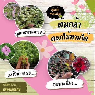 ต้นกล้าดอกไม้ทานได้ ต้นกล้าสมุนไพร​ฝรั่ง​ (สั่งขั้นต่ำ 10 ต้น คละชนิดได้)​ #ผีเสื้อแสนสวย #เดซี่ #เก๊ก​ฮวย ​#จันทร์​ฉาย