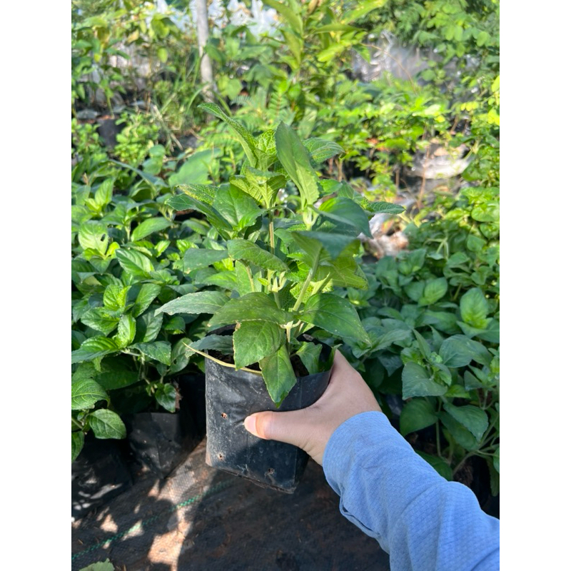 ต้นเนียมหอม ต้นอ้ม (มี 3-5 ต้นในถุง) ใบใช้ดองเหล้า มีกลิ่นหอม - รูปที่ 2