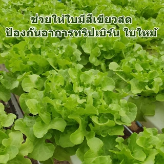แคลเซียมโบรอน สูตรน้ำเข้มข้น (1ลิตร) ลดปัญหาดอกร่วง ผลร่วง ผลแตก ใบไหม้ ยอดกุด เพิ่มคุณภาพผลผลิต ที่เกษตรกรเลือกใช้