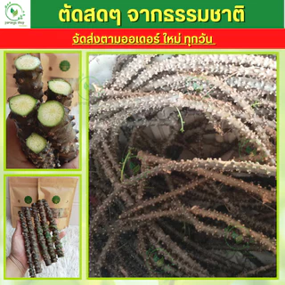 🌱บอระเพ็ดสดหย่านม เลิกเต้า ออร์แกนิก ปลอดภัย ไร้สาร มีถุงซิบล็อก เคลือกอฮอ ดูดนิ้วมือ กัดของเล่น