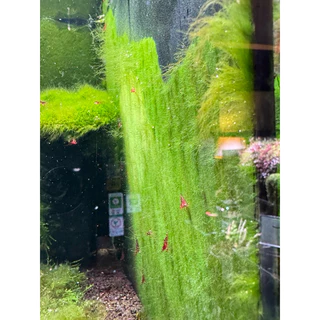 ตู้เขียว ไบโอกรีน สร้างอาหารให้ กุ้ง ปลาบู่EBISU Premium SUPER BIOGREEN bacteria powder