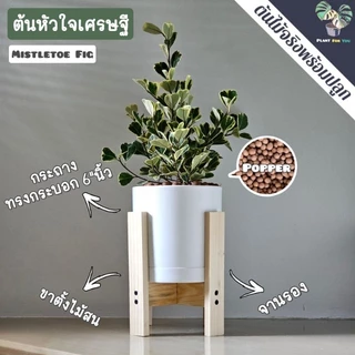 ❣️💰ต้นหัวใจเศรษฐี (ต้นไม้มงคล) พร้อมกระถาง"+จานรอง+เม็ดPopper+ขาตั้งไม้สน