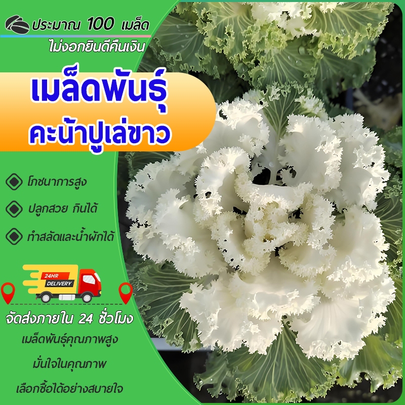 100 เมล็ด ของแปลก！เมล็ดพันธุ์คะน้าปูเล่ขาว เมล็ดคะน้าปูเล่ ประดับสวยงาม ปูเล่ขาว สวยแปลก กินได้