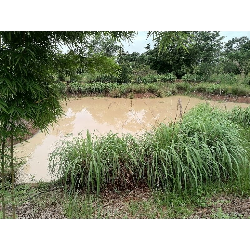 ตะไคร้หอม [ตัดสดทั้งต้นใบเป็นกิโลกรัม]: [ไร้สารเคมี:Organic] : Cymbopogon nardus [สำหรับสกัดน้ำหอมระเหย หมักยาไล่แมลง] ราคา ถูกที่สุด ดีลบีเคเค แกลเลอรีภาพที่ 6