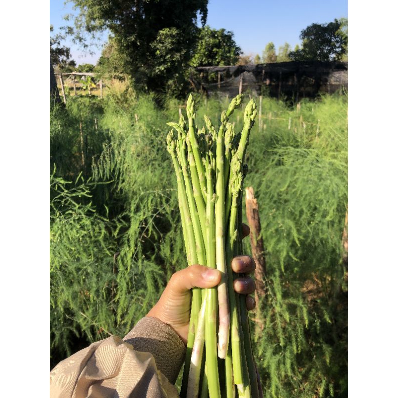 หน่อไม้ฝรั่ง Asparagus หน่อไม้ฝรั่งอินทรีย์ปลูกเอง