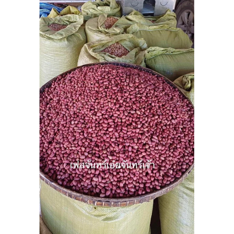 เมล็ดพันธุ์ถั่วลิสง สข.38 บรรจุ 500 กรัม แห้งแกะเปลือก งอกดีมากก