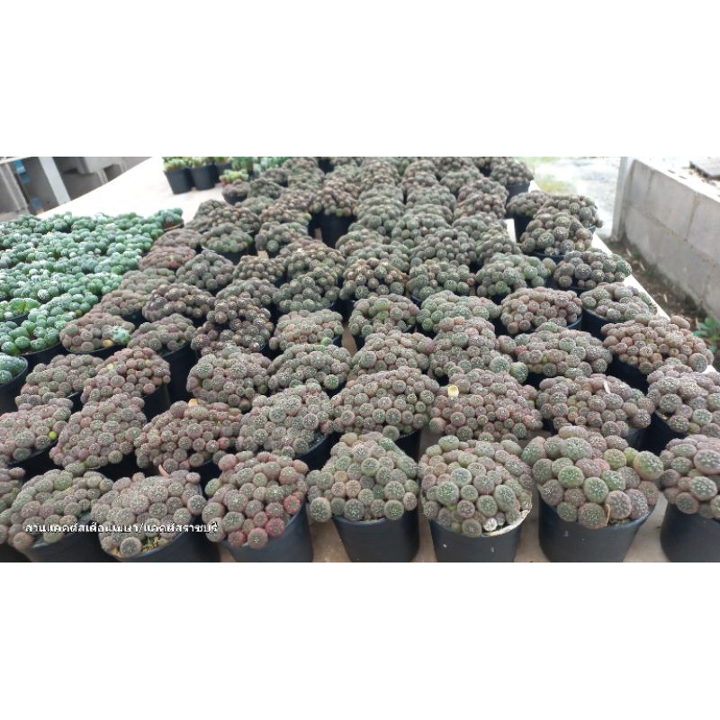 ยิมโนจานบิน (Gymnocalycium ragonesei) ไม้พอท ขนาดกระถาง 2.5 นิัว