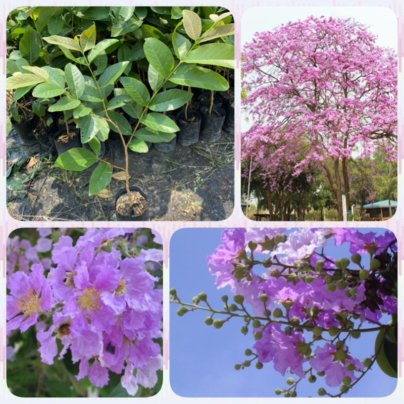 ต้นเสลา ดอกสีสวย ไม้ยืนต้น (สูง 70-90cm)
