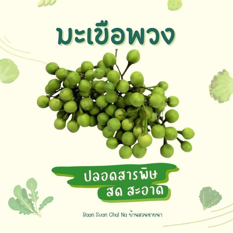 มะเขือพวง 1 กิโลกรัม สด สะอาดปลอดสารพิษ