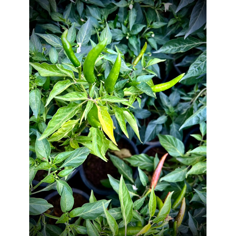 Thai Red Chili ต้นพริกแดง พริกแดงจินดา Small Red Chili  Thai Hot Chili  ผักสวนครัวพร้อมปลูก Thai Hot Chili 🌶️ Organic 💯 - รูปที่ 4