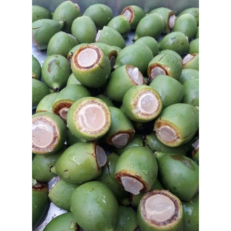 ต้นปาล์มหางกระรอก (foxtail Palm) ผลทานได้ ปลูกง่ายโตไว (สูง 60-80cm) - รูปที่ 3