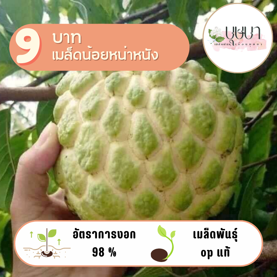 เมล็ดน้อยหน่าหนัง 9บาท 5เมล็ด