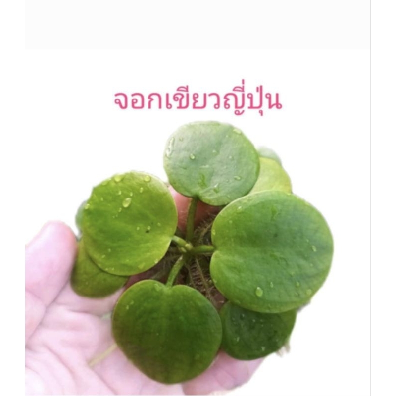 จอกเขียวญี่ปุ่น พืชน้ำตกแต่งอ่างปลาสวยงาม ช่วยให้น้ำใส