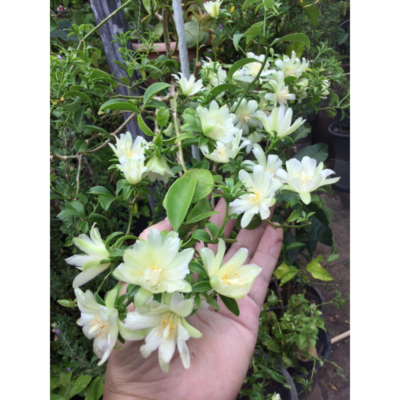 Pereskia aculeata ต้นพันธุ์พร้อมเลื้อย ออกดอกตลอดปี ไม้เลื้อยทำซุ้มสูงได้ ตัดแต่งคุมทรงได้