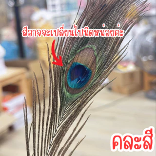 P195 ขนนกยูง ขน แท้ 100% ขนนกยูงศักดิ์สิทธิ์ ขนนก หางขนนก หางนก ตกแต่ง อะไหล่ แต่ง ชุด อลังการ SP