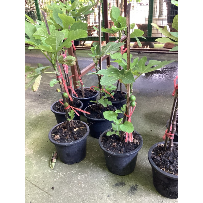ต้นมะเดื่อฝรั่ง พันธ์แบล็คอิสราเอล (black israel figs tree in pot) สูง30-40cm กระถาง6“