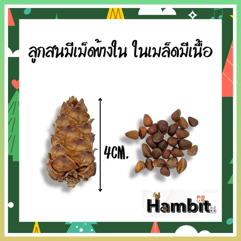 Hambit. ลูกสนหางม้าเป็นของเล่นจากธรรมชาติที่เหมาะสำหรับสัตว์ฟันแทะ เช่น กระต่าย แฮมสเตอร์ หนูแกสบี้ ชินชิล่า