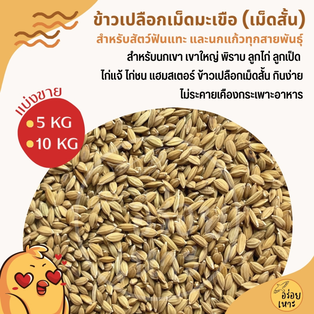 ข้าวเปลือกเม็ดมะเขือ ข้าวเปลือกเม็ดสั้น อาหารนกเขา นกแก้ว หนูแฮมสเตอร์ ไก่ชน ไก่แจ้ (บรรจุ 5KG/10KG)