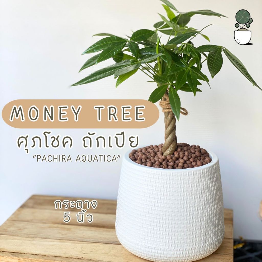 ต้น ศุภโชค ถักเปีย Money tree “Pachira aquatica” พร้อมกระถางเบลล่า 5 นิ้ว เลี้ยงน้องในบ้านได้ และไม่เป็นอันตรายต่อสัตว์
