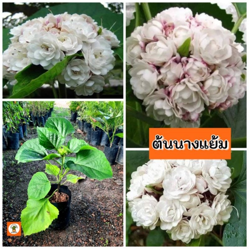 ต้นนางแย้ม นางแย้มไทย นางแย้ม