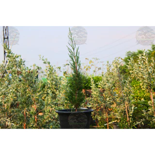 [พร้อมส่ง] ต้นสนดินสอ Italian Cypress, Pencil Pine ความสูง 55 cm เป็นไม้หายาก