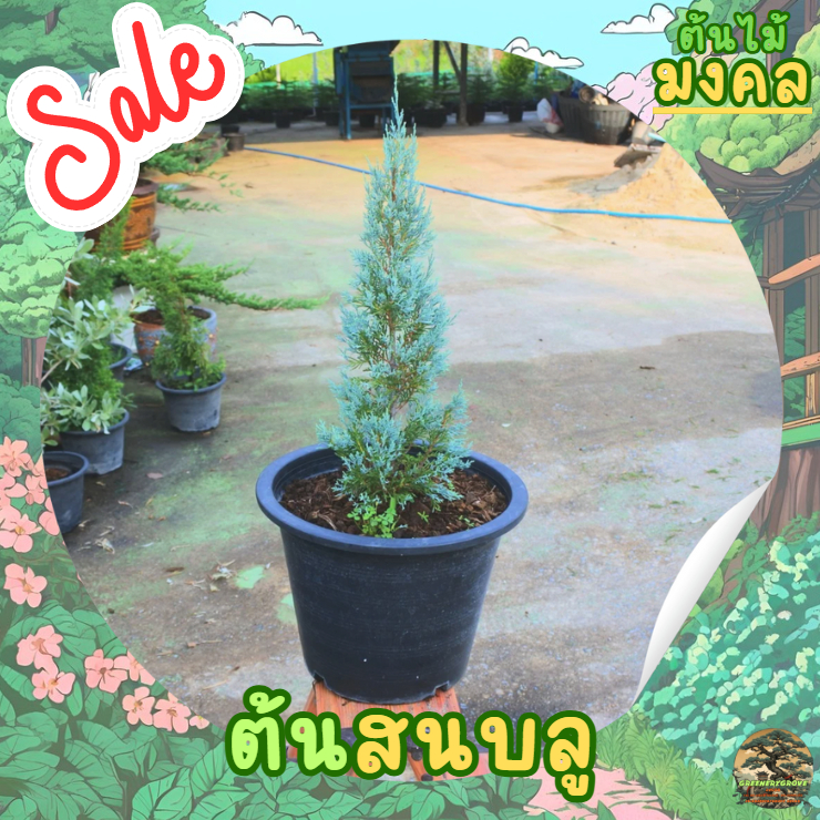 [พร้อมส่ง] ต้นสนบลู ต้นสนบลูฟ้า Lawson’s Cypress / Oregon Cedar ความสูง 45 cm ไม้หายาก