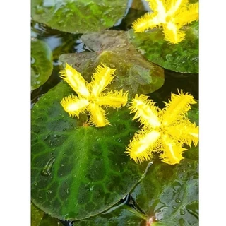 🌼บัวจิ๋วบาร์Yellow🌼สีเหลืองจัดจ้านสายมู.🌼ใบลายสวย🌼ดอกดกตลอดปี🌼เลี้ยงง่ายโตไว🌼สวยเต็มคาราเบล...เลัย🥰🌼🌼🌼