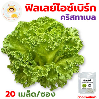 เมล็ดพันธุ์ ฟิลเลย์ คริสทาเบล (Frillice Cristabel) เมล็ดเคลื…