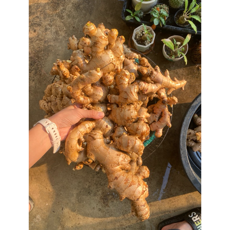 ขิงแก่สด (ออร์แกนิก) ซื้อ 1 kg แถม 1 kg ราคาถูก