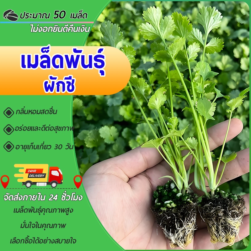 ผักชีจีน ประมาณ 50 เมล็ด งอกง่าย ใบใหญ่ พุ่มใหญ่ยักษ์ ใบดกมาก