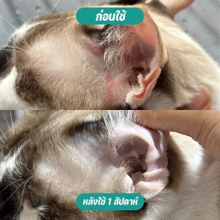 Goodboss Cat Balm บาล์มสำหรับเเมว ขนาด 50 กรัม เชื้อรา ยีสต์ ลดอาการคัน เกา ขนร่วง ผลิตภัณฑ์ออแกนิค