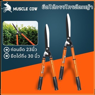 MUSCLE COW กรรไกรตัดหญ้า สามารถยืดได้หดได้ ด้ามเหล็กหุ้มพลาสติก เหมาะสำหรับตัดกิ่งที่สูง กรรไกรตัดกิ่ง กรรไกรตัดต้นไม้