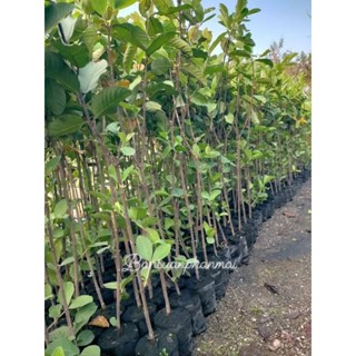 ต้นฝรั่ง พันธุ์กิมจู ต้นกิ่งตอน สูง 1.3-1.4 เมตร