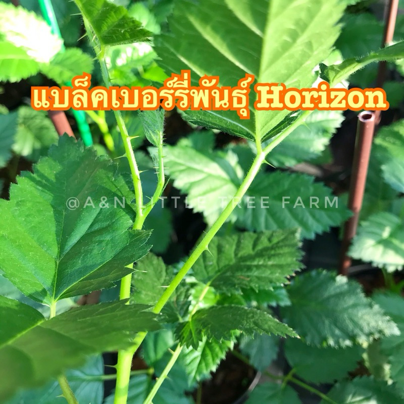 แบล็คเบอร์รี่พันธุ์ Horizon มีหนาม พร้อมส่ง